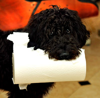 Zeke and Paper Towels cropped